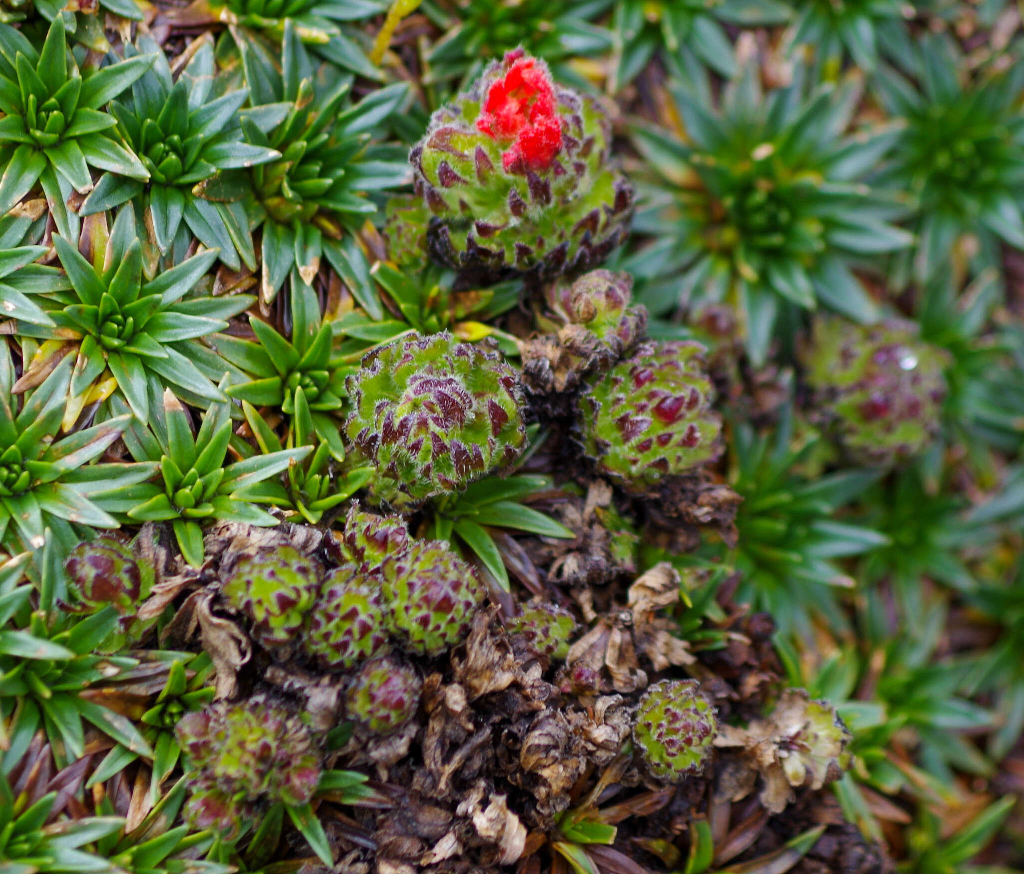 Image of Castilleja nubigena Kunth