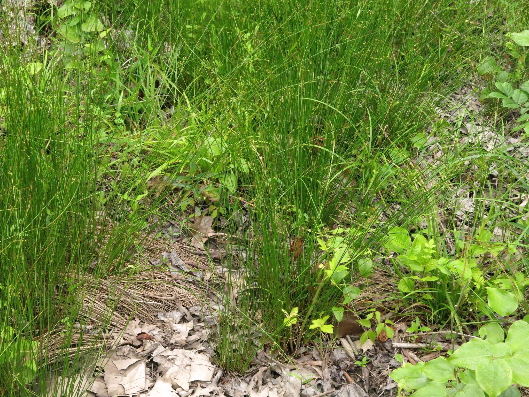 Imagem de Juncus coriaceus Mackenzie