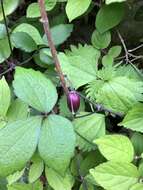 Image of Clematis japonica Thunb.