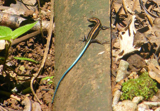 Image of Pacific Blue-Tail Skink