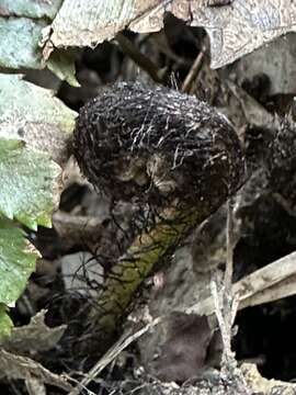 Image of Dryopteris tenuipes (Rosenst.) Seriz.