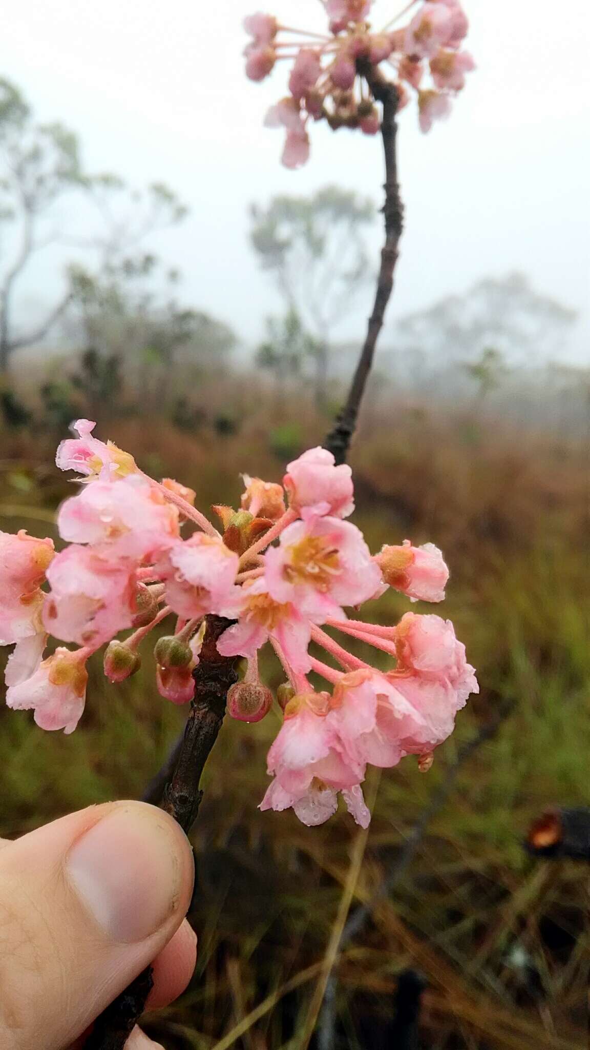 Imagem de Pterandra