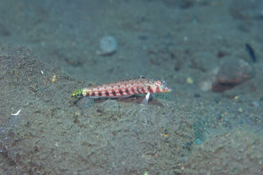 Image of Redbar sandperch