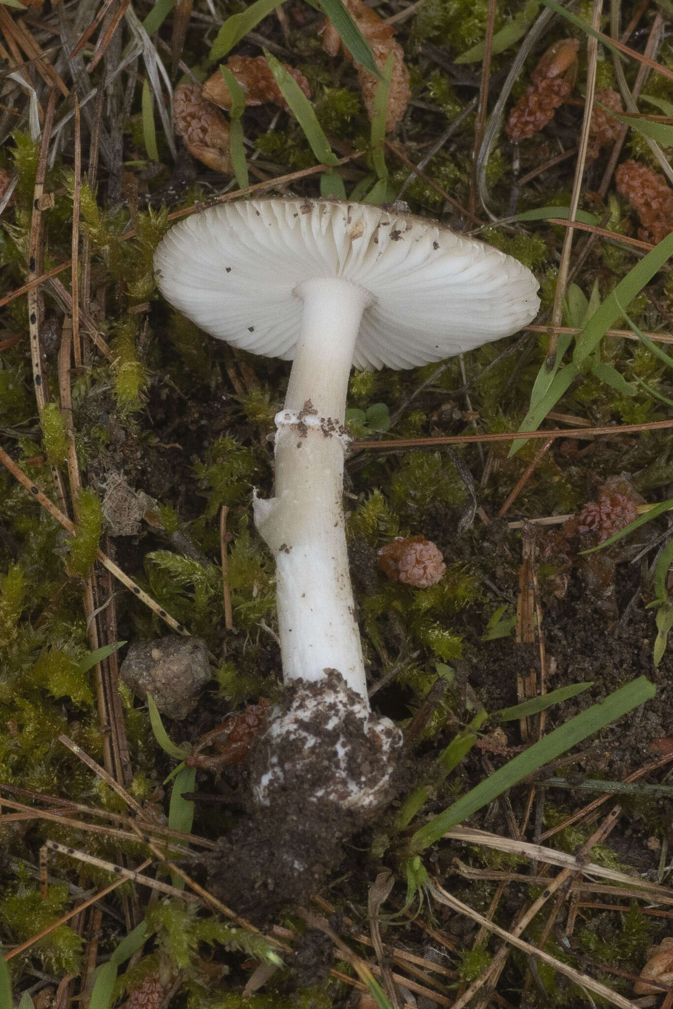 Image of Amanita virginiana (Murrill) Sacc. & Trotter 1925