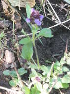 Prunella vulgaris subsp. vulgaris resmi