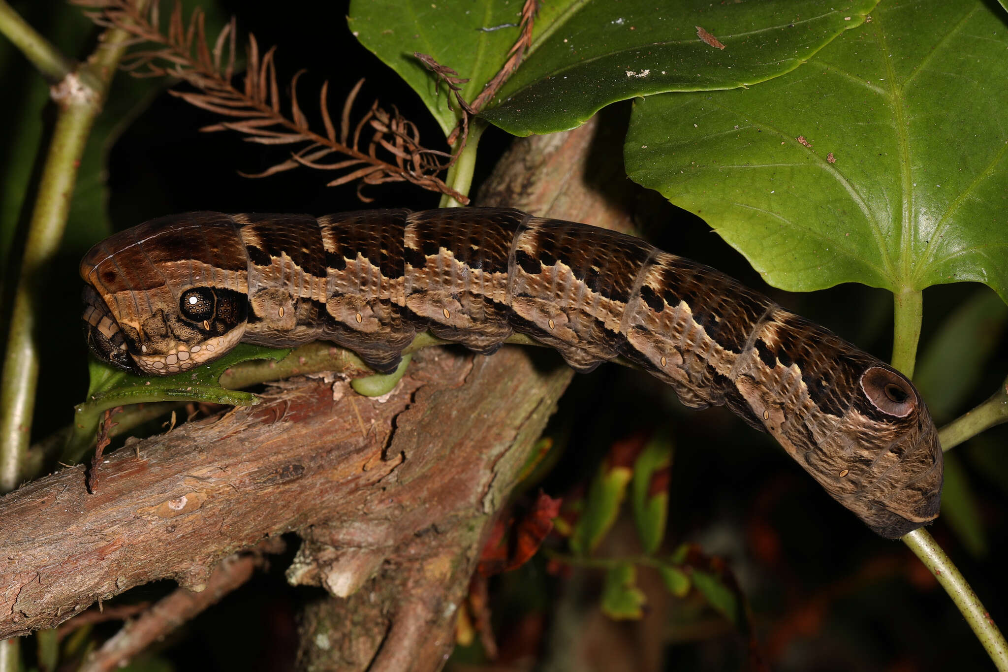 Image of Gaudy Sphinx