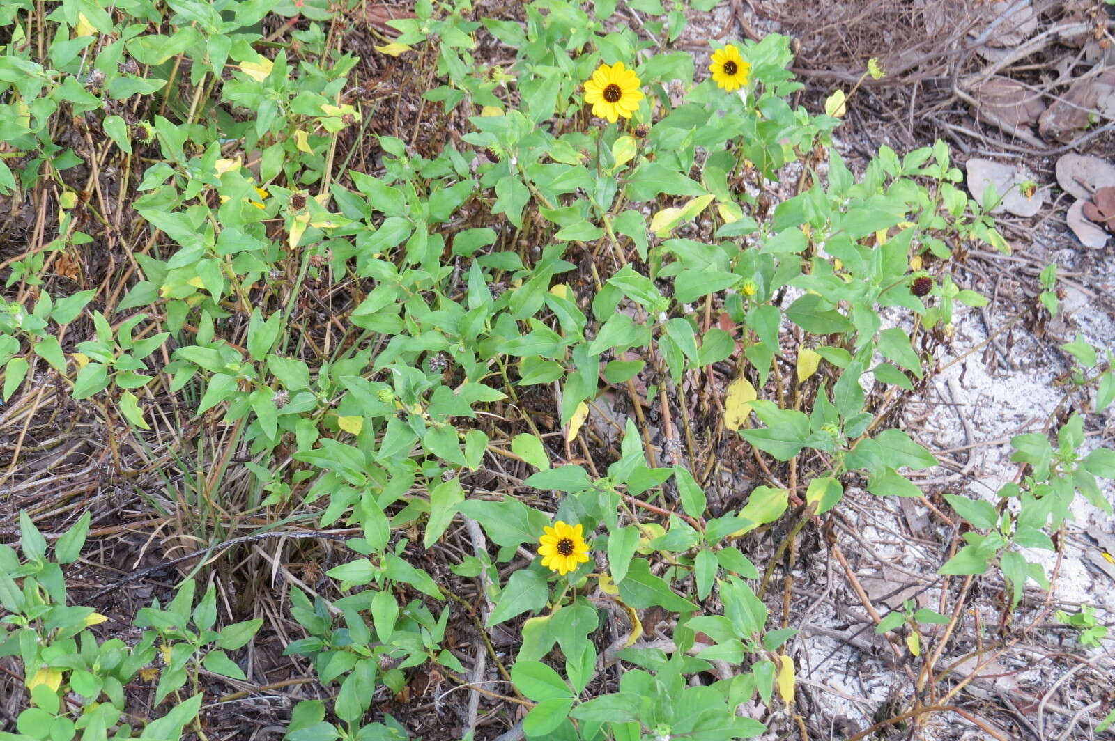 Image of cucumberleaf sunflower