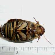 Image of Boreal water beetle