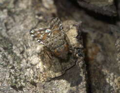 Plancia ëd Pseudotephritis approximata Banks 1914