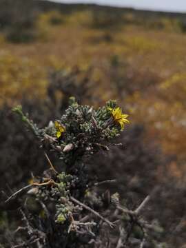 Image of Oedera glandulosa (Thunb.) N. G. Bergh