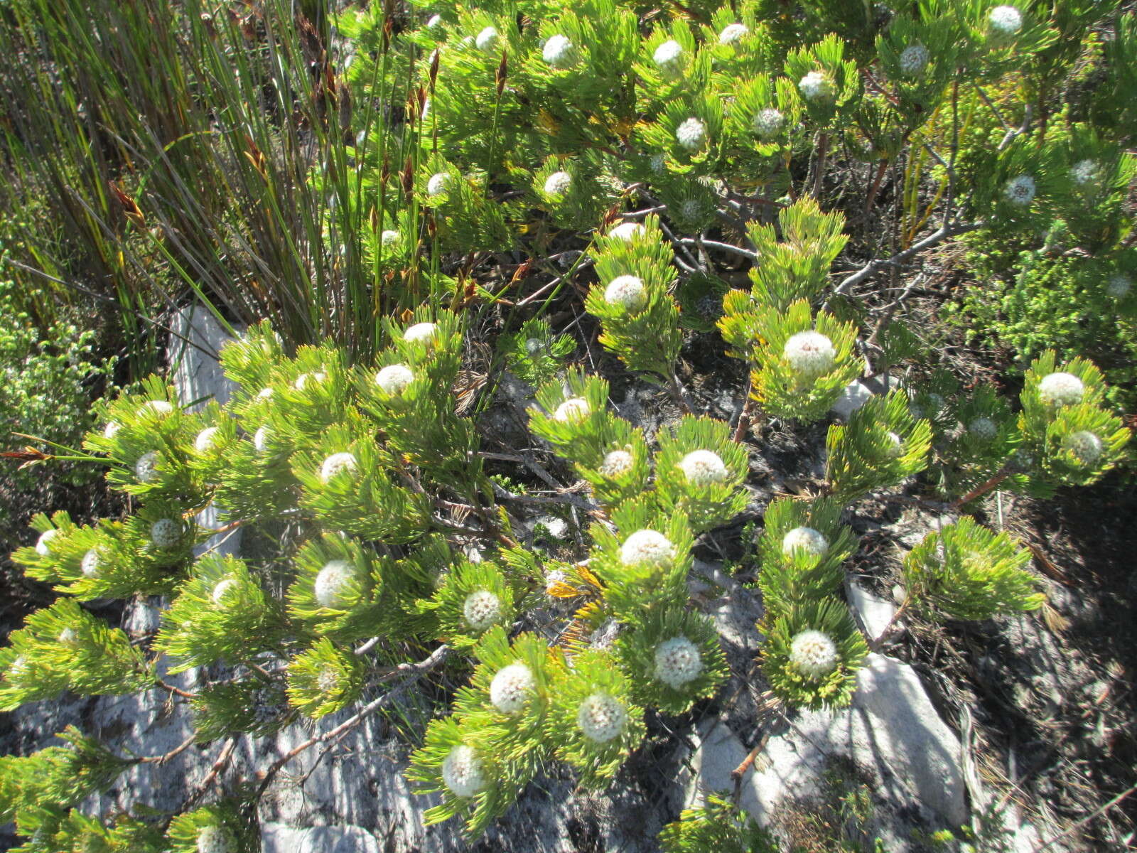 Imagem de Serruria villosa (Lam.) R. Br.