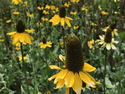 Rudbeckia californica A. Gray的圖片