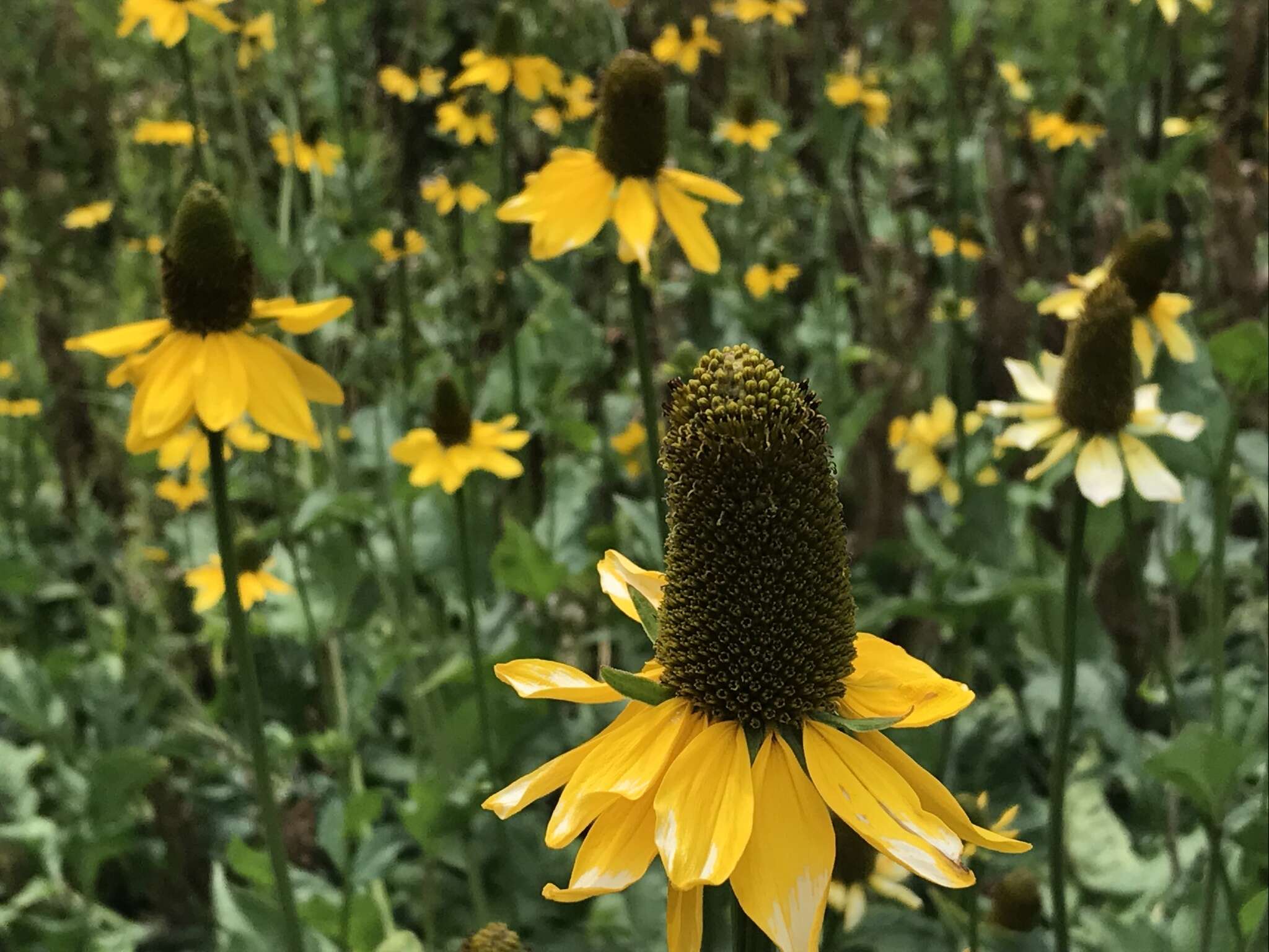 Rudbeckia californica A. Gray的圖片