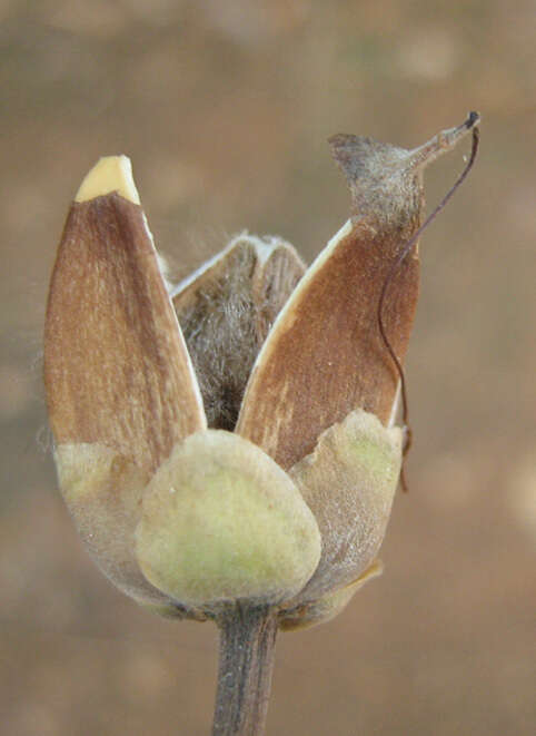 Слика од Ipomoea carnea subsp. fistulosa (Mart. ex Choisy) D. F. Austin