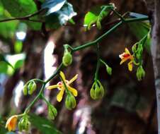 Image of Pseudovanilla foliata (F. Muell.) Garay