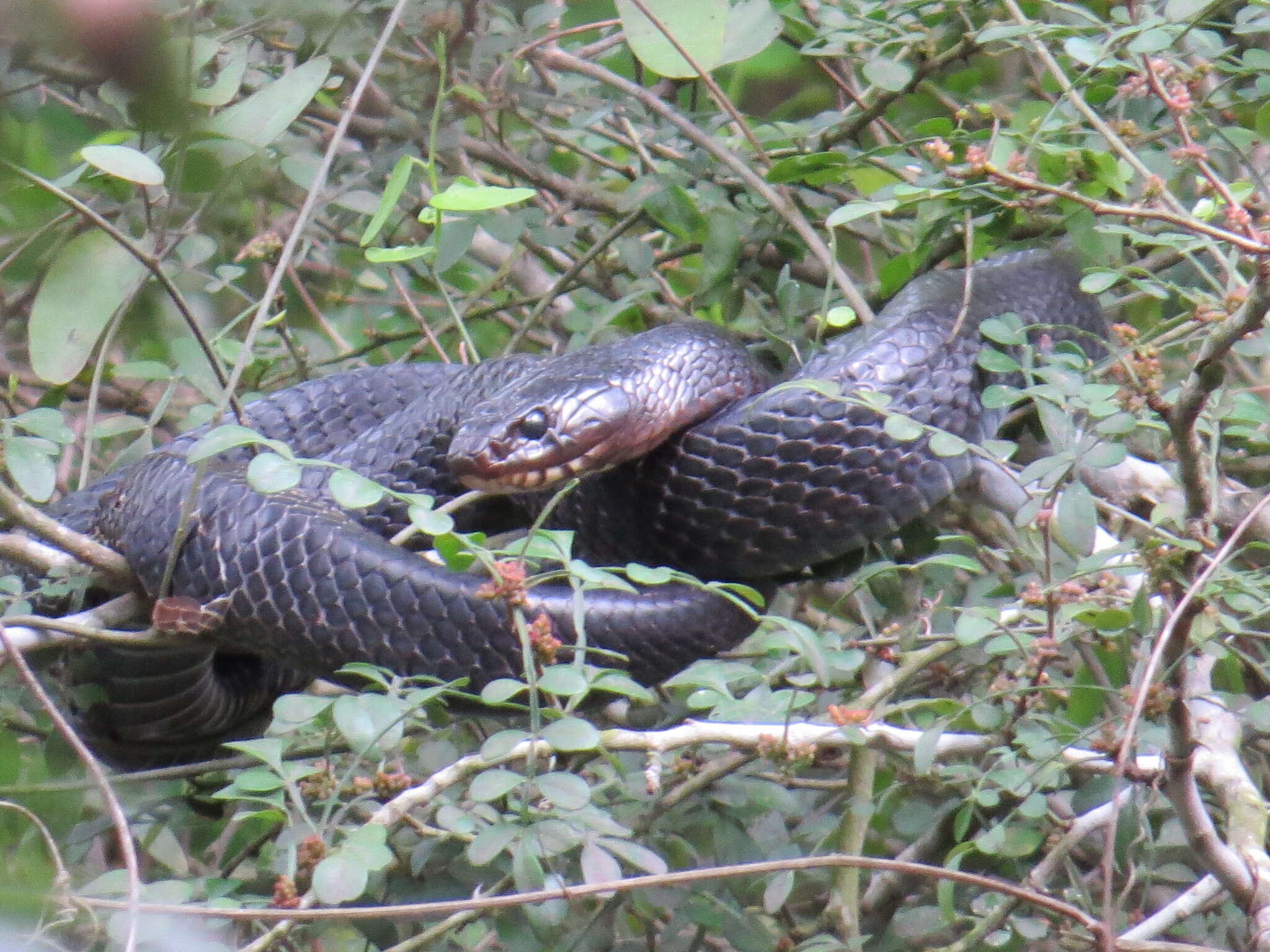 Image of Indigo Snake