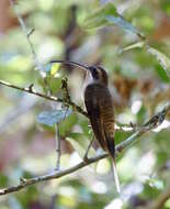 Image of Long-billed Hermit