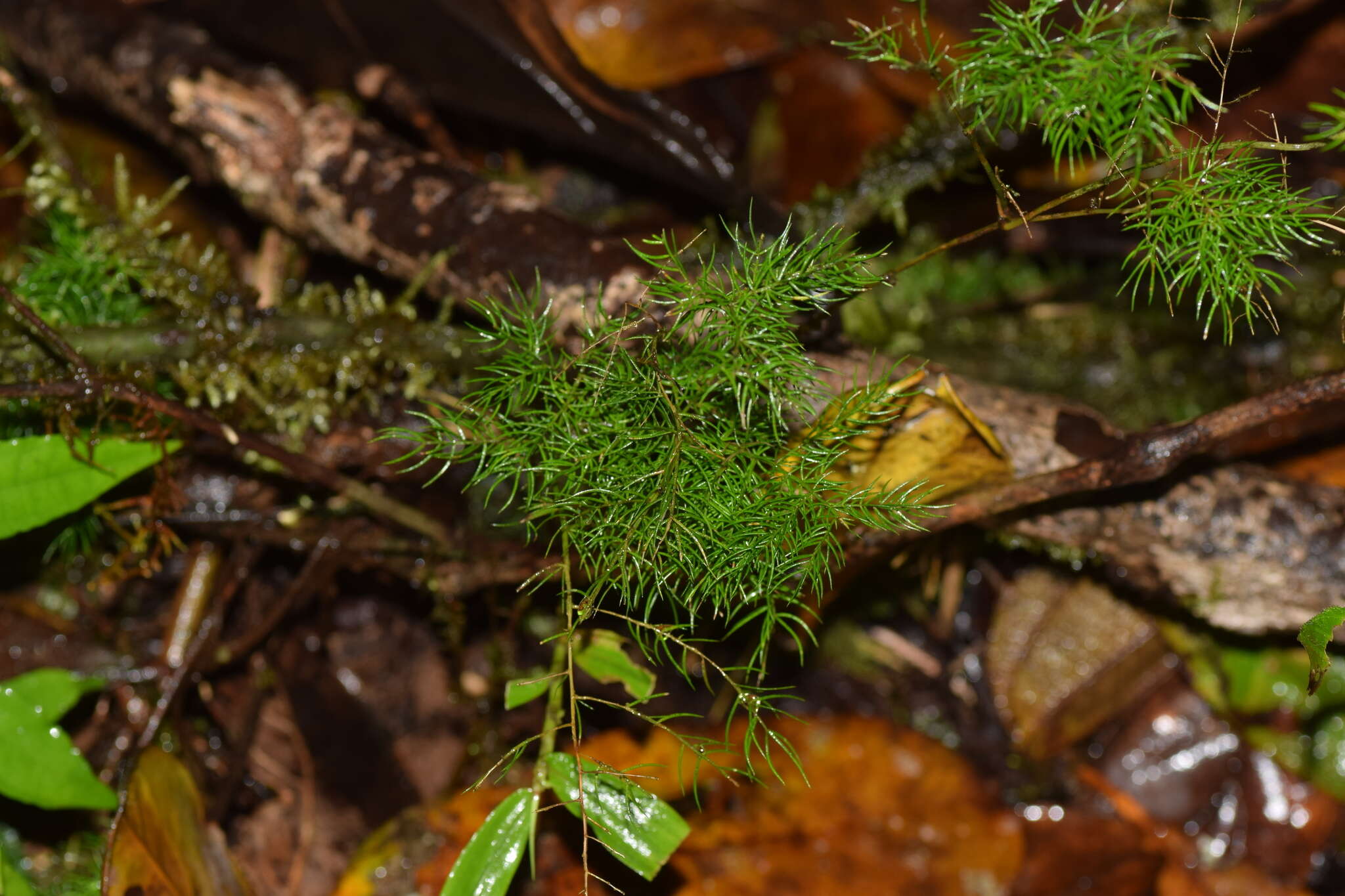 Image of Asparagus simulans Baker