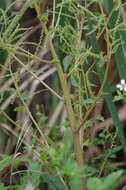 Amaranthus australis (A. Gray) Sauer resmi