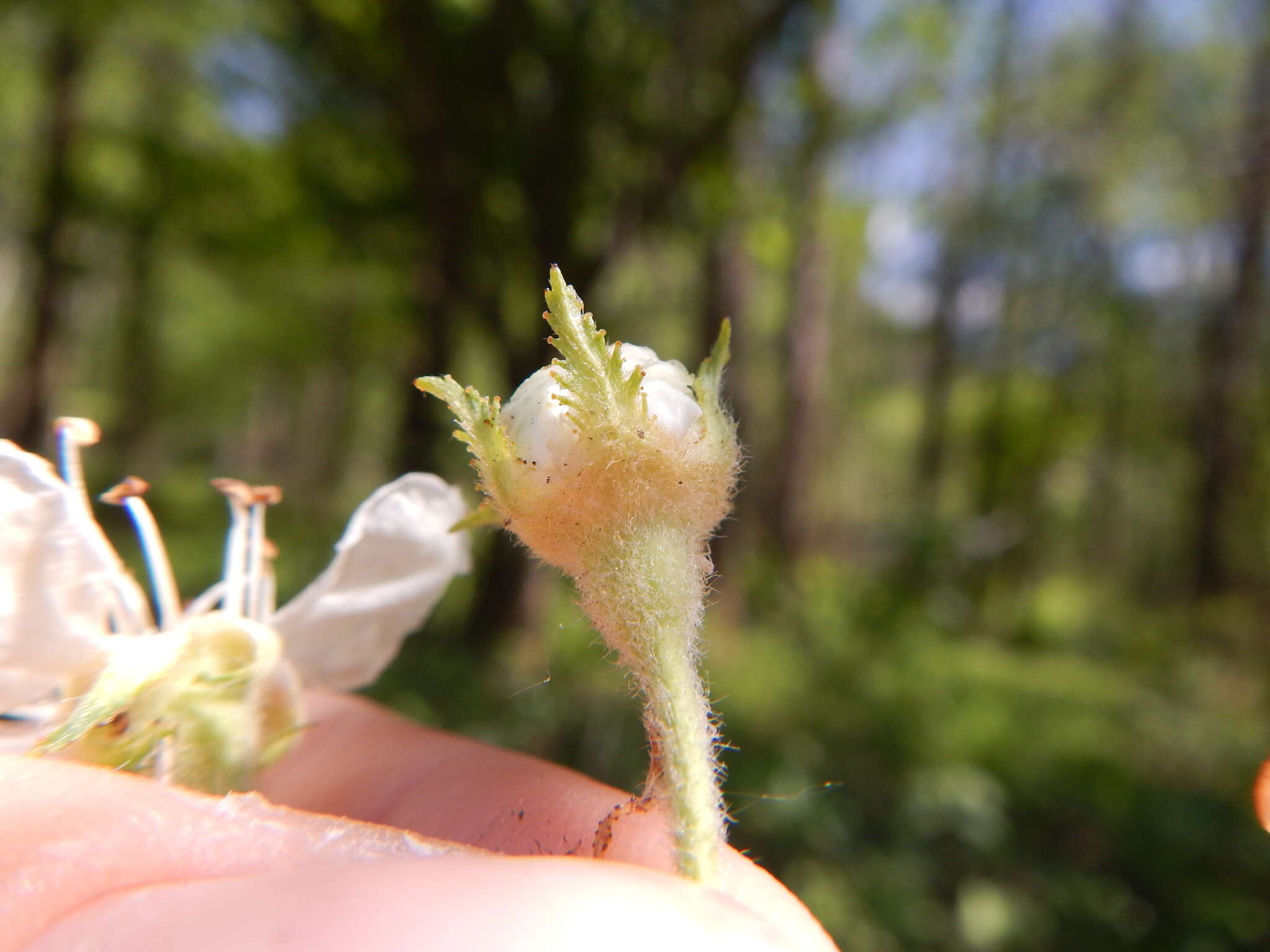 Crataegus submollis Sarg. resmi