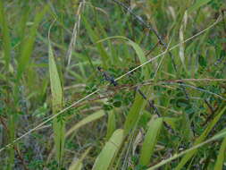 Imagem de Ammophila heydeni Dahlbom 1845