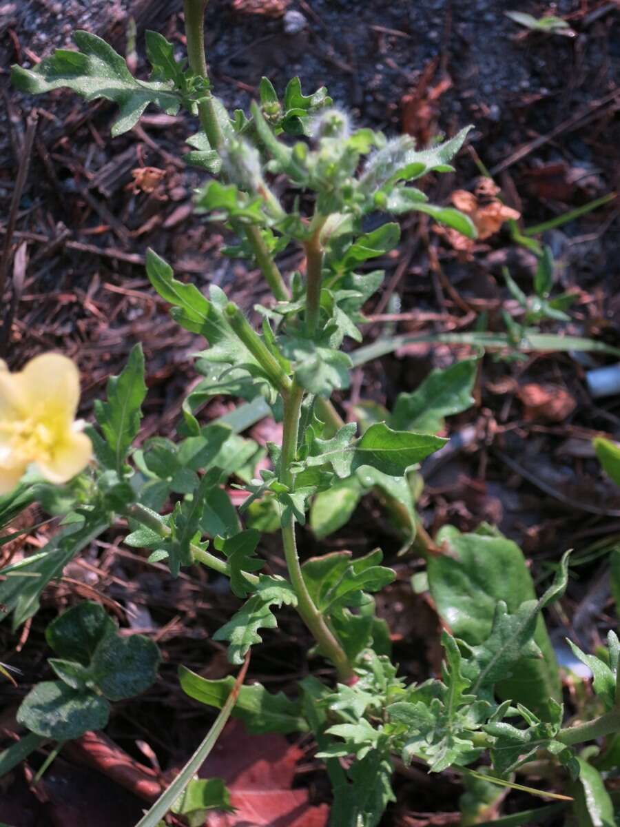 Imagem de Oenothera laciniata Hill