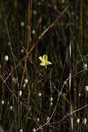 Image of Drosera intricata Planch.