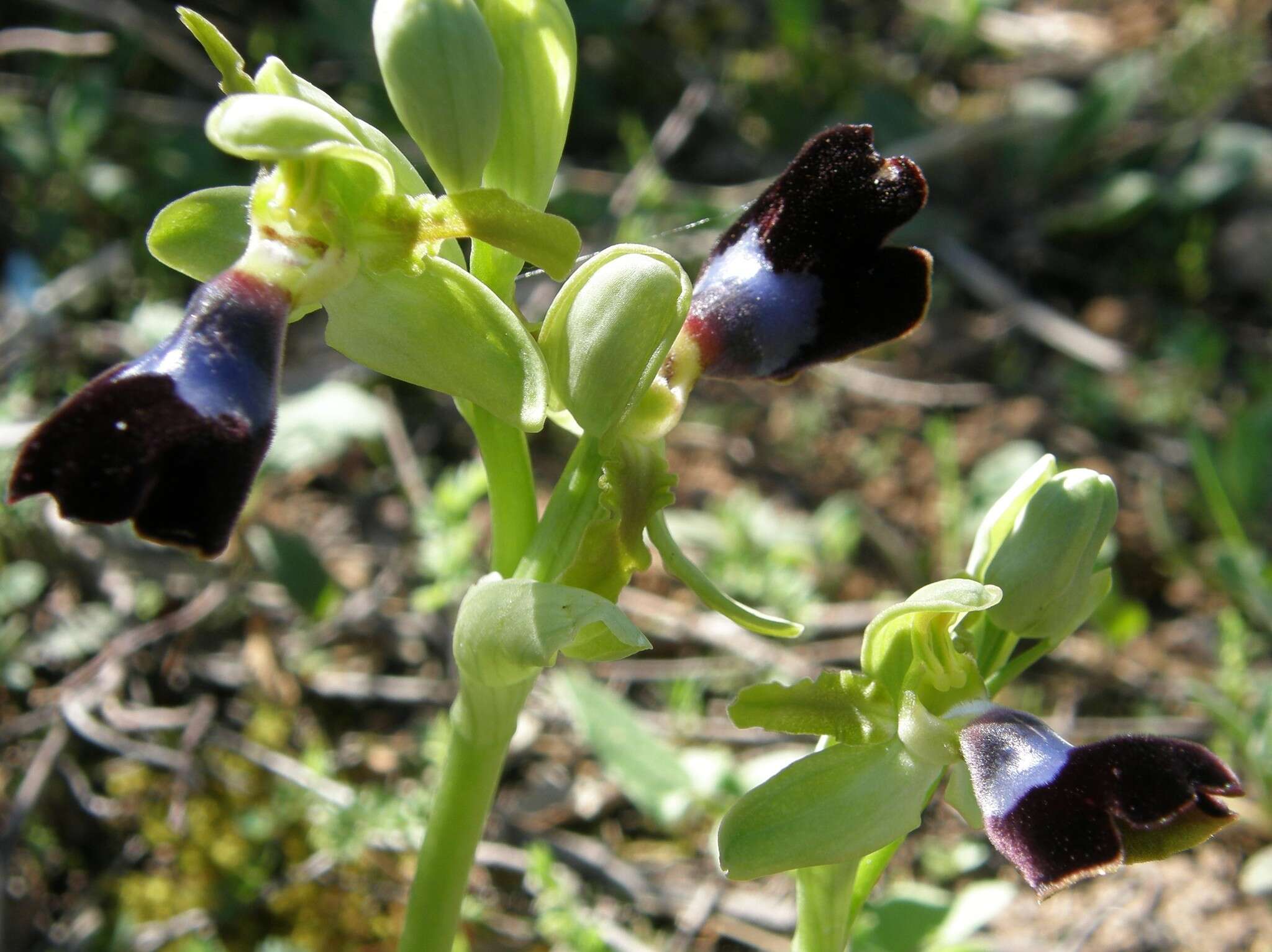 صورة Ophrys atlantica Munby