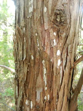 Image of Dendrothele nivosa (Berk. & M. A. Curtis ex Höhn. & Litsch.) P. A. Lemke 1965