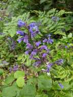 Image of Siskiyou beardtongue