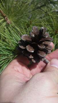 Image of Pinus leiophylla var. chihuahuana (Engelm.) Shaw