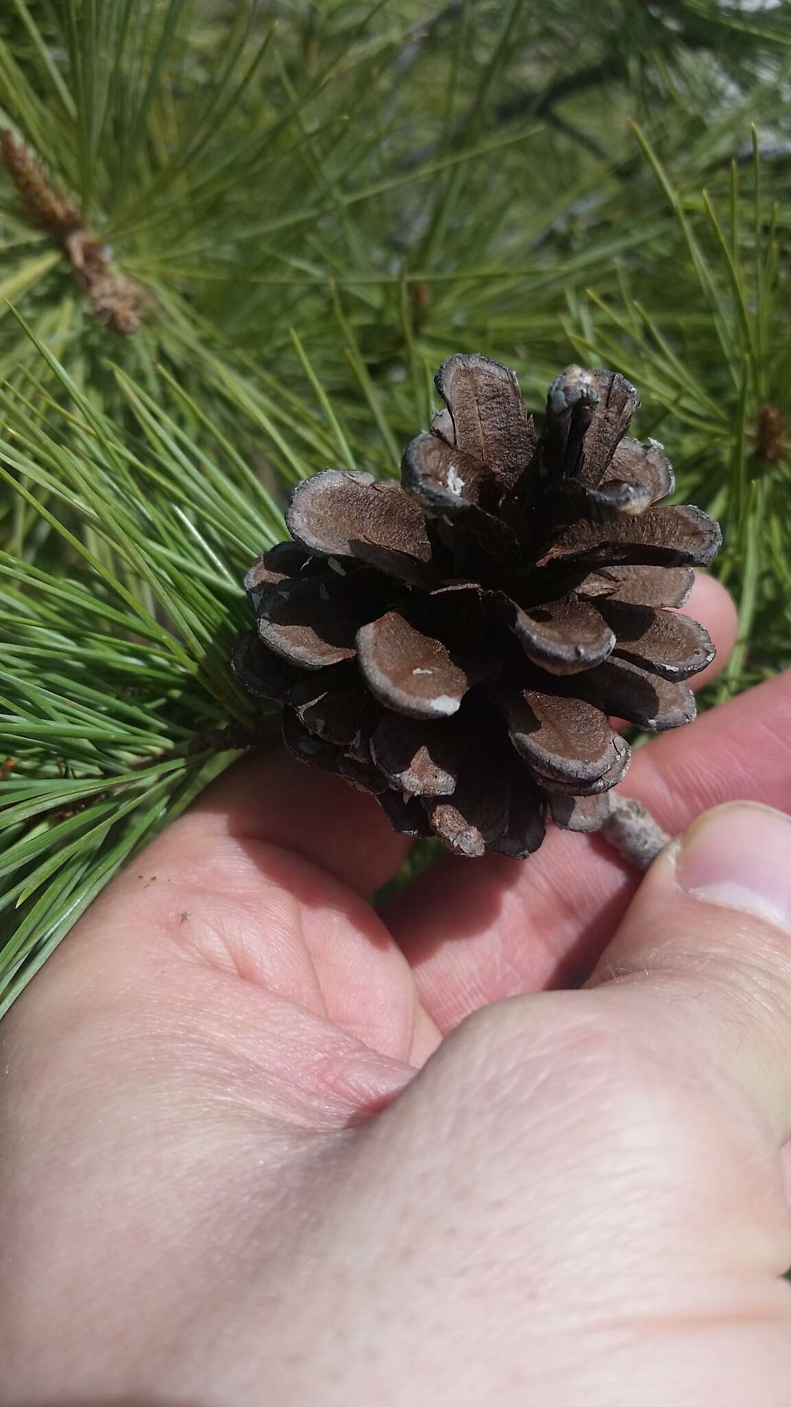 Image of Chihuahuan pine