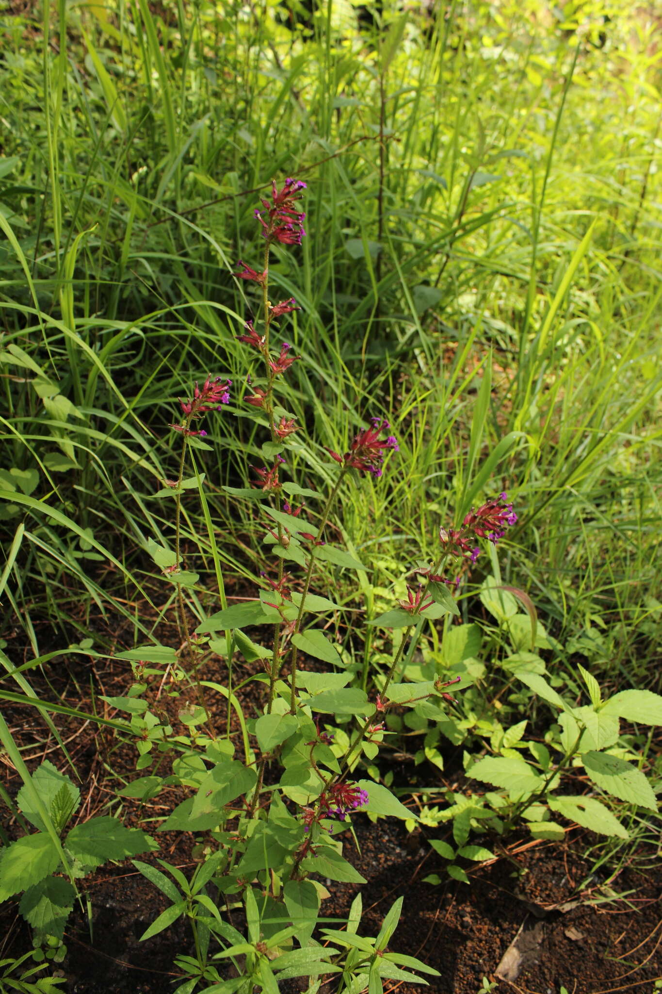 Image of Cuphea tolucana Peyr.