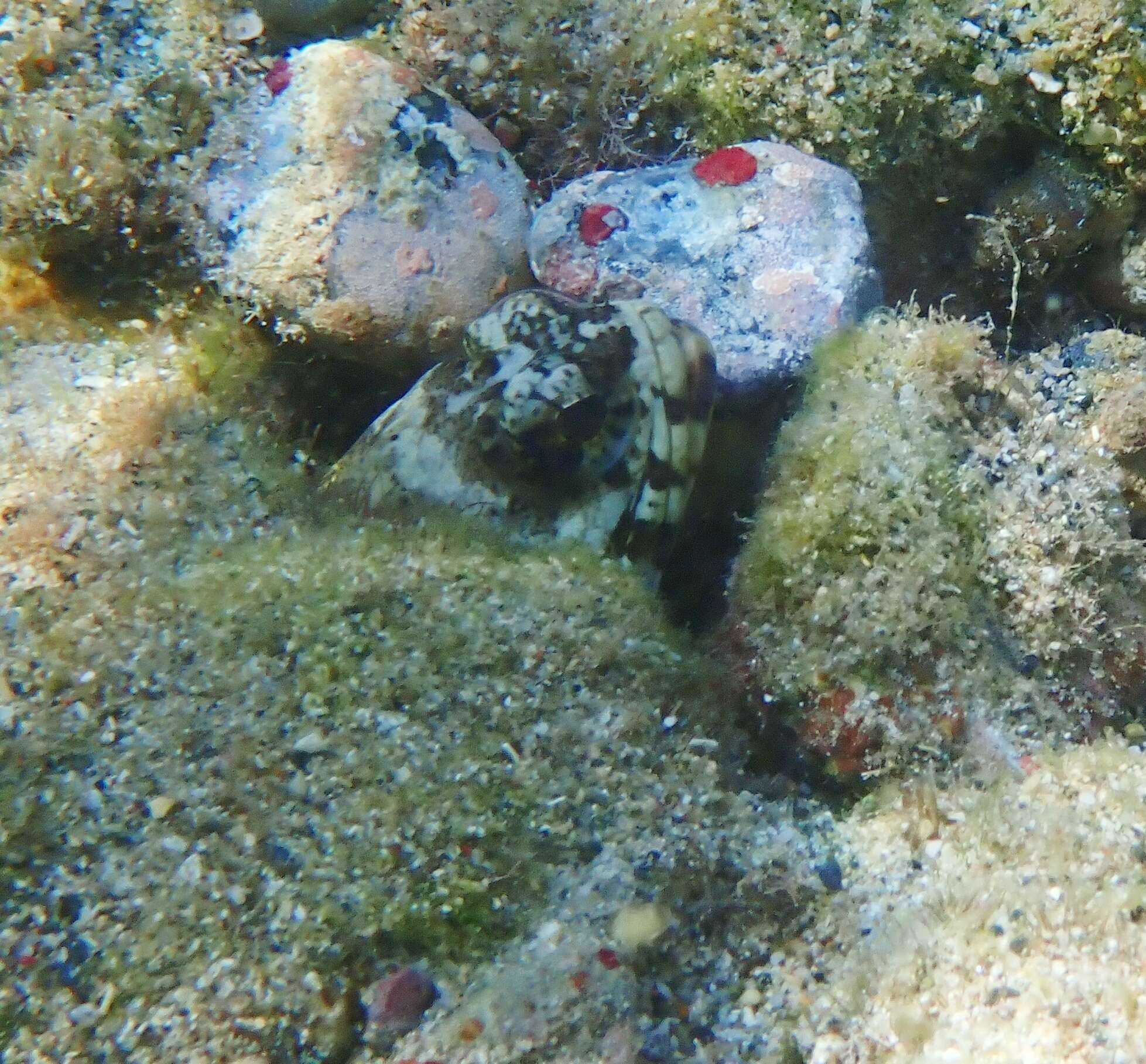 Image of Mottled Jawfish
