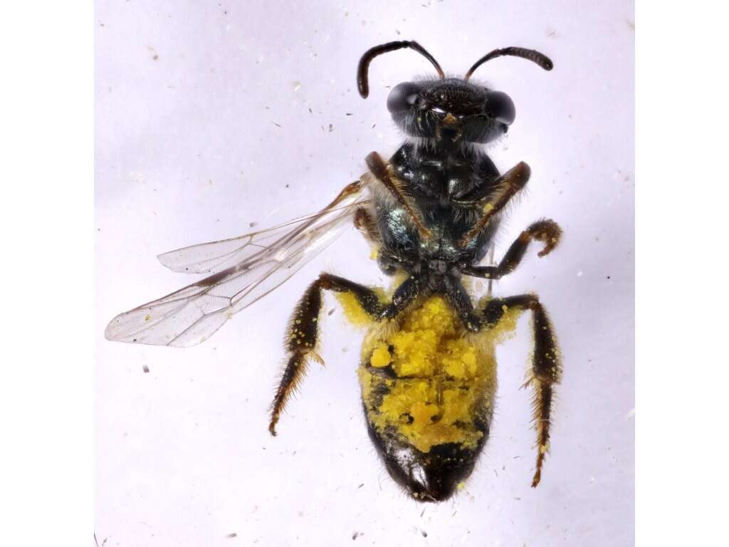 Image de Lasioglossum dampieri (Cockerell 1905)