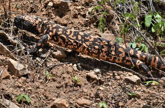 Image of Reticulated gila monster