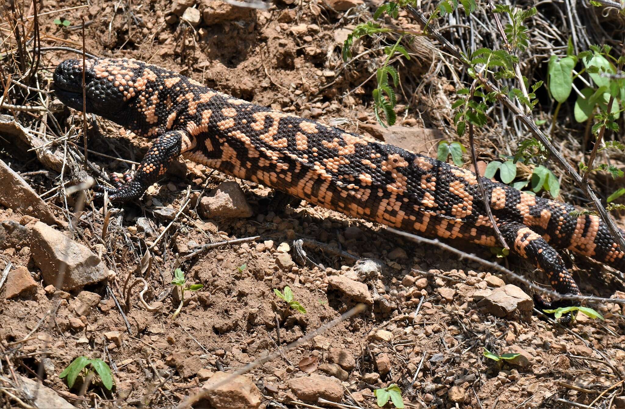 Image of Reticulated gila monster