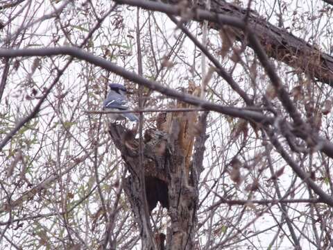 Image of Blue Jay