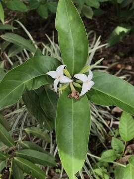 Image of Alibertia edulis (Rich.) A. Rich. ex DC.