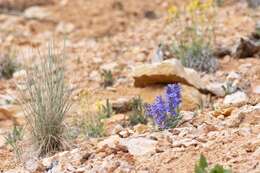 Image of Red Canyon beardtongue