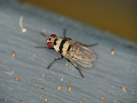 Image of Fly