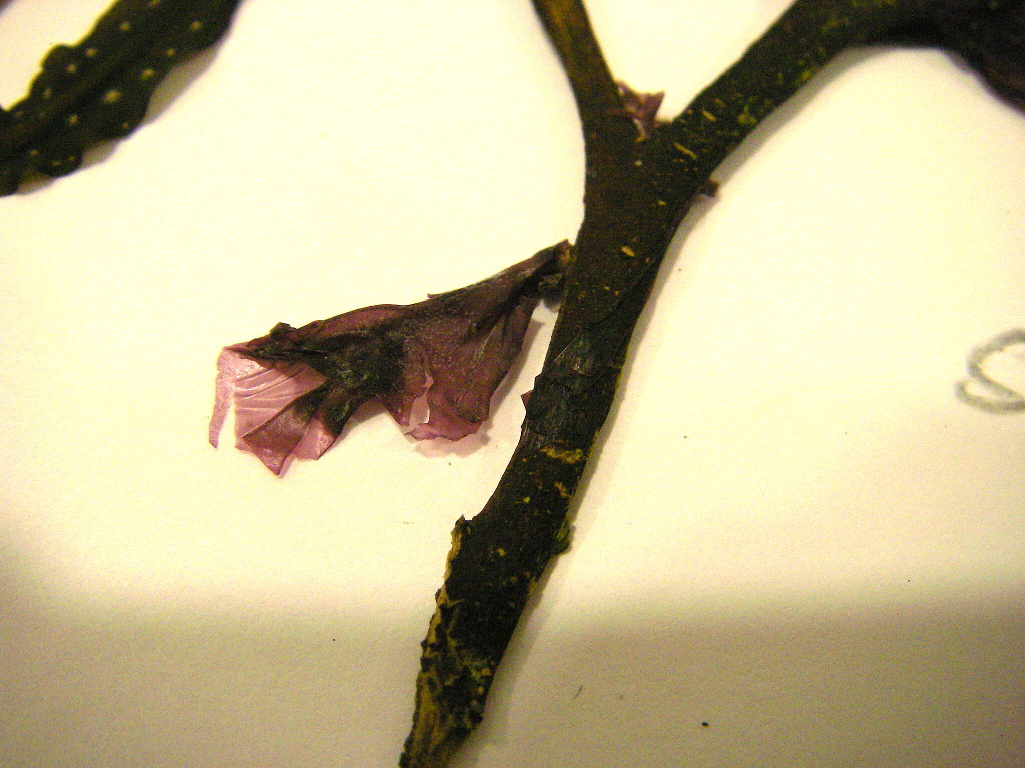 Image of Pyropia leucosticta