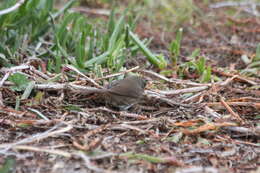 Image of Passerella iliaca annectens Ridgway