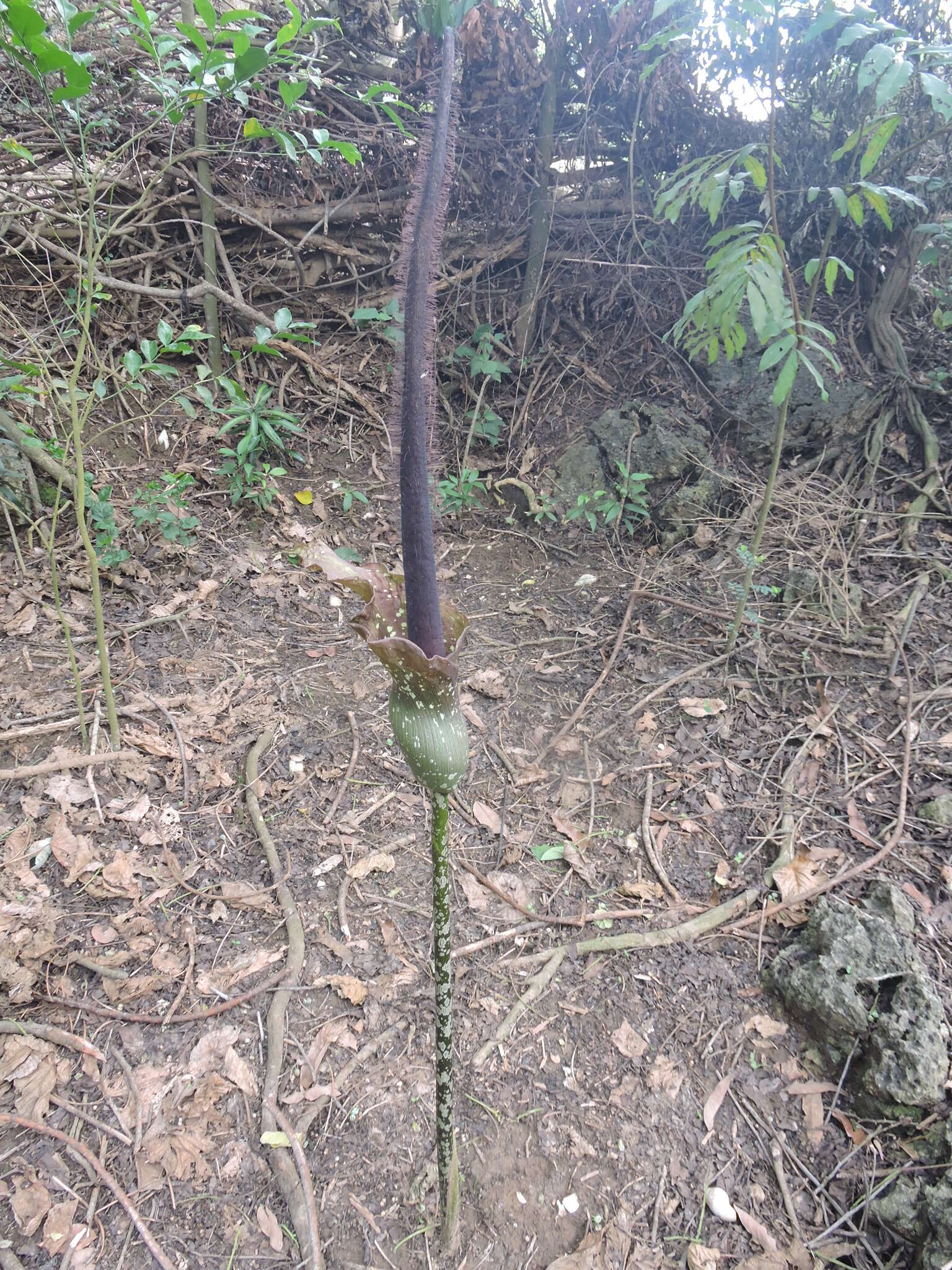 Amorphophallus hirtus N. E. Br. resmi