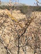 Image of African weeping-wattle