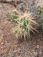 Image of Devil's Prickly-pear Cactus