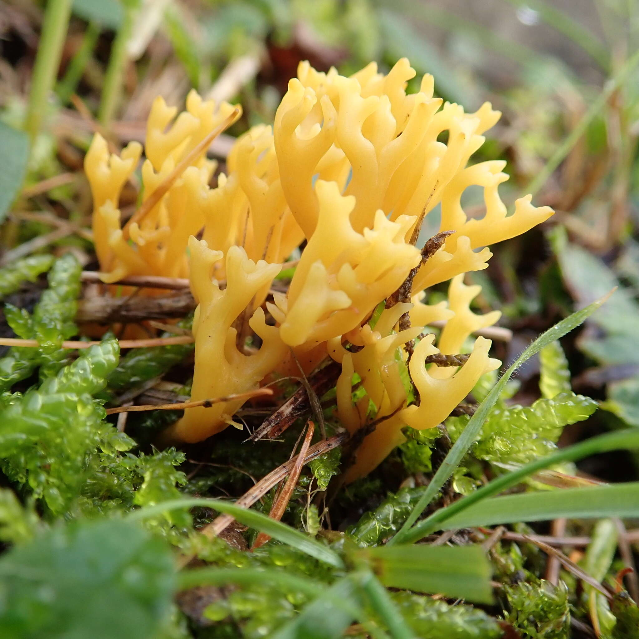 Image de Clavulinopsis corniculata (Schaeff.) Corner 1950