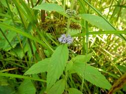 Image of wild mint