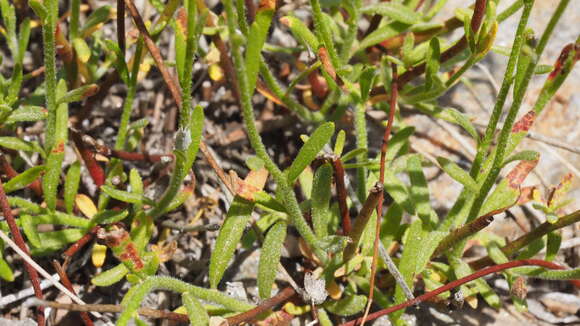 Imagem de Crocanthemum aldersonii (Greene) Janchen