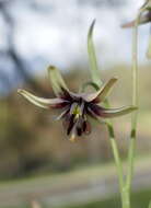 Fritillaria brandegeei Eastw. resmi